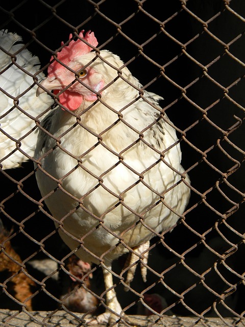 舆论操作 舆论操作